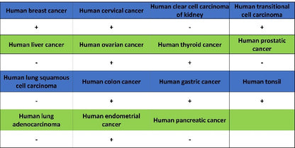 Caspase-2 Recombinant Rabbit mAb (S-3188-3)