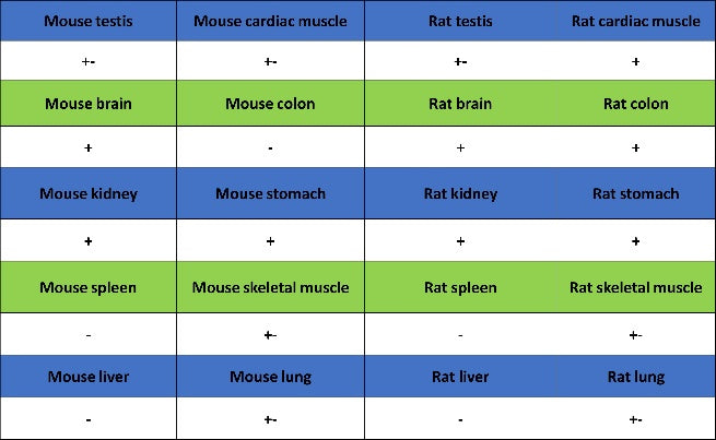 FOXC1 Recombinant Rabbit mAb (S-1607-142)