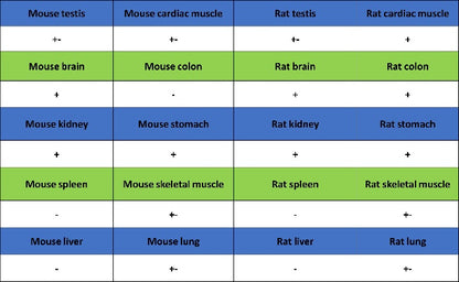 FOXC1 Recombinant Rabbit mAb (S-1607-142)