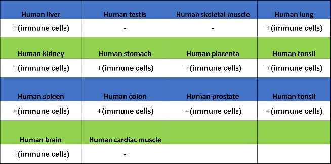 CD352/SLAM6 Recombinant Rabbit mAb (SDT-2472-77)