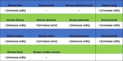 CD352/SLAM6 Recombinant Rabbit mAb (SDT-2472-77)