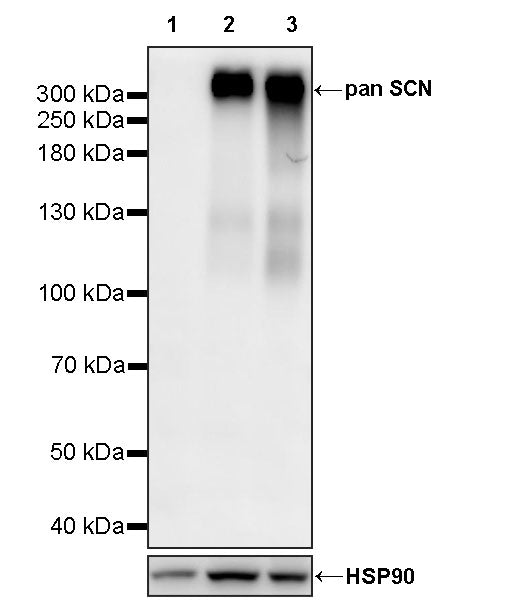 pan SCN Recombinant Rabbit mAb (S-5038)