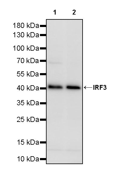 IRF3 Rabbit Polyclonal Antibody