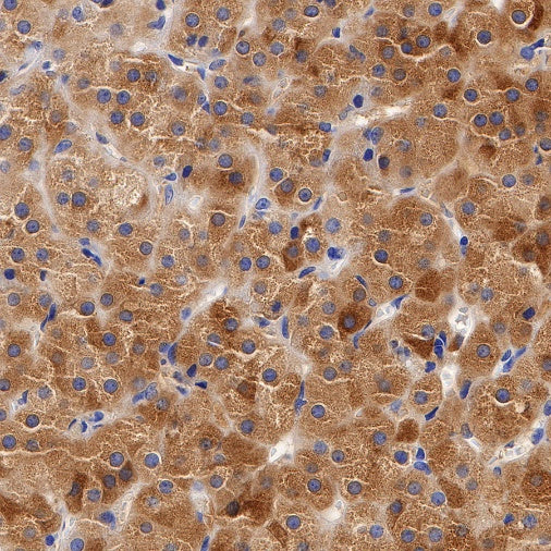 Inhibin alpha Recombinant Rabbit mAb (SDT-R307)