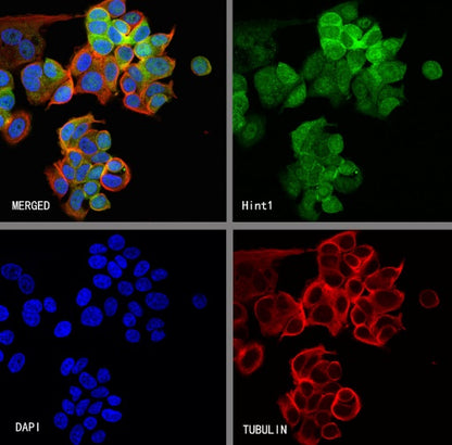 Hint1 Recombinant Rabbit mAb (S-2693-67)