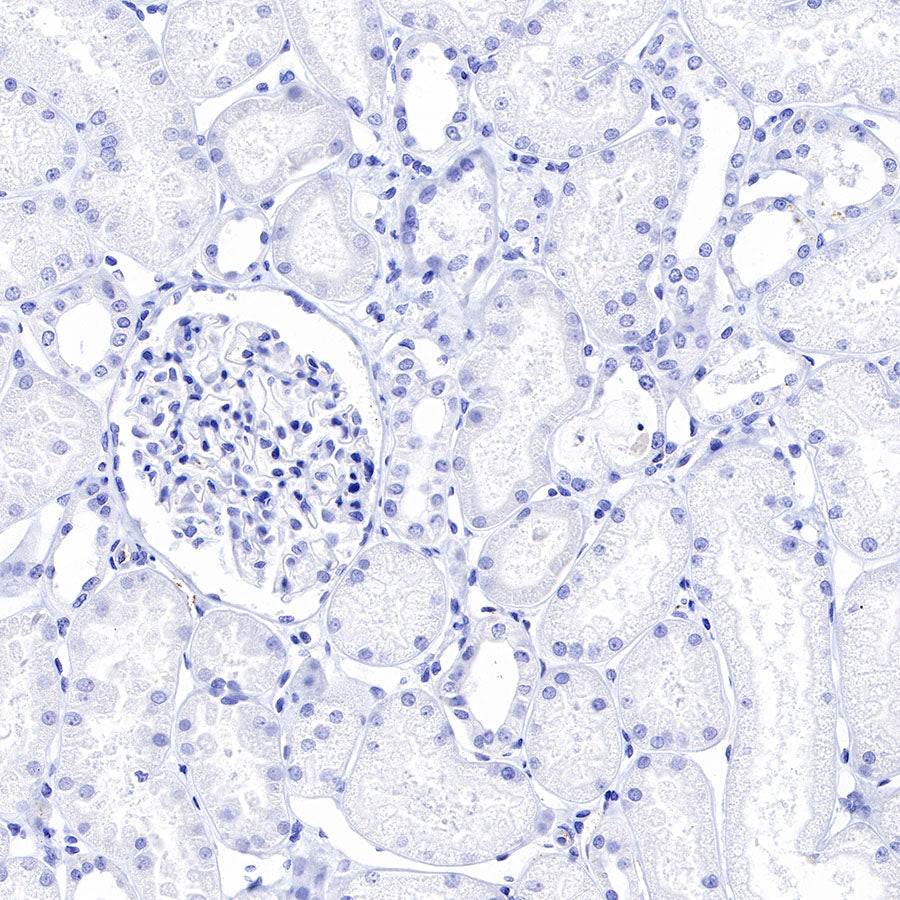 OCT3/4 Recombinant Rabbit mAb (SDT-165-76)