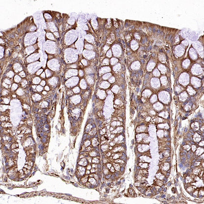 α/β-Tubulin Antibody Rabbit Polyclonal Antibody
