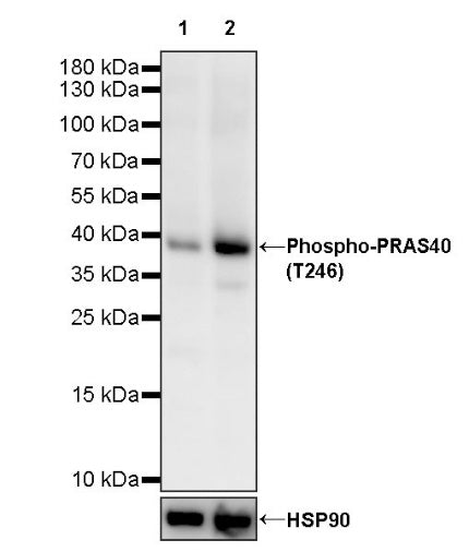 Phospho-PRAS40 (T246) Recombinant Rabbit mAb (S-977-7)