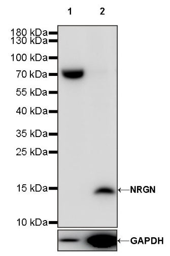 NRGN Recombinant Rabbit mAb (S-1624-60)