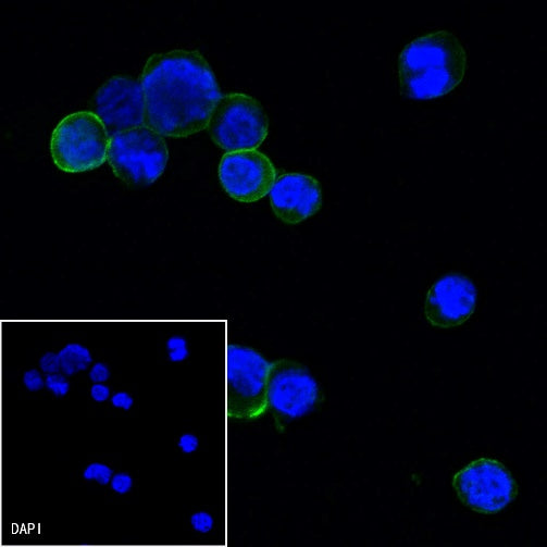 Goat anti-Mouse IgG(H+L) (Alexa Fluor® 488 Conjugate)