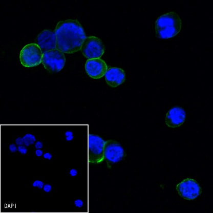 Goat anti-Mouse IgG(H+L) (Alexa Fluor® 488 Conjugate)