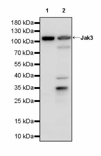 Jak3 Recombinant Rabbit mAb (S-4219)
