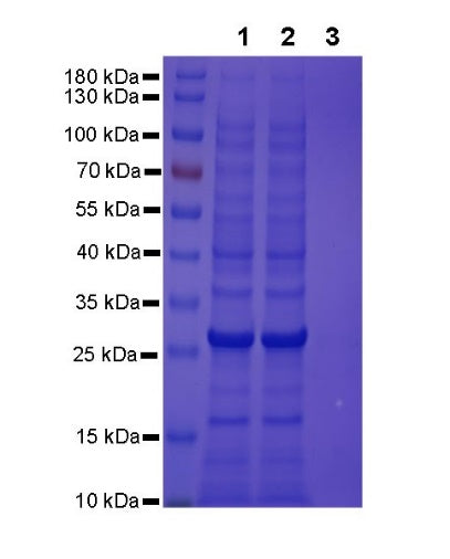 Rabbit IgG Isotype Control Magnetic Agarose