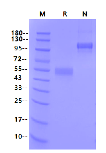 Biotinylated ICOS/CD278(C136S,C137S) Fc&Avi Tag Protein, Human