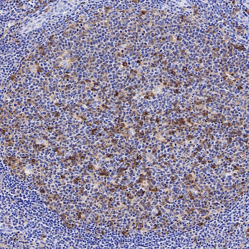 CD98/SLC3A2 Rabbit Polyclonal Antibody