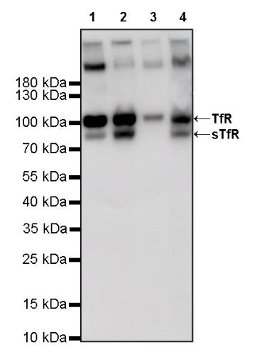 sTfR Recombinant Rabbit mAb (S-612-12)