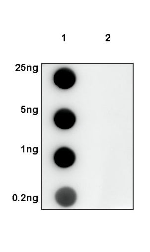 Phospho-PTEN (S380) Recombinant Rabbit mAb (S-1165-163)