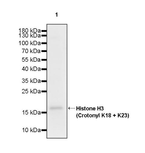 Histone H3 (Crotonyl K18 + K23) Recombinant Rabbit mAb (S-R410)