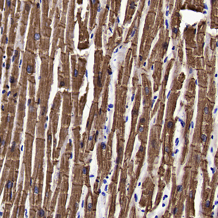 BMP4 Recombinant Rabbit mAb (S-3938-66)