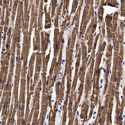 BMP4 Recombinant Rabbit mAb (S-3938-66)