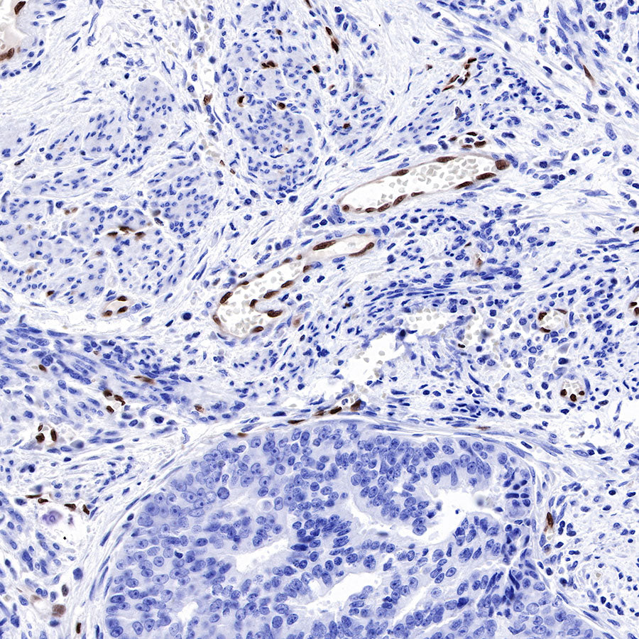 ERG Recombinant Rabbit mAb,PBS Only (SDT-190-65)