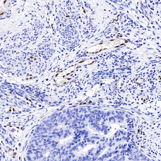 ERG Recombinant Rabbit mAb,PBS Only (SDT-190-65)