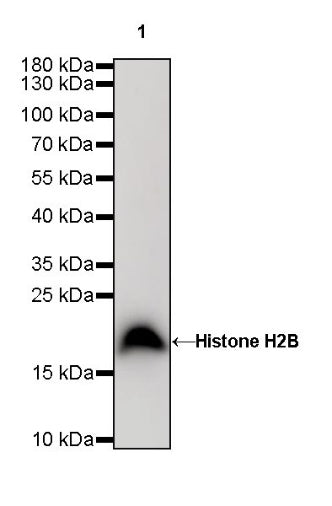 Histone H2B Recombinant Rabbit mAb (S-R214)