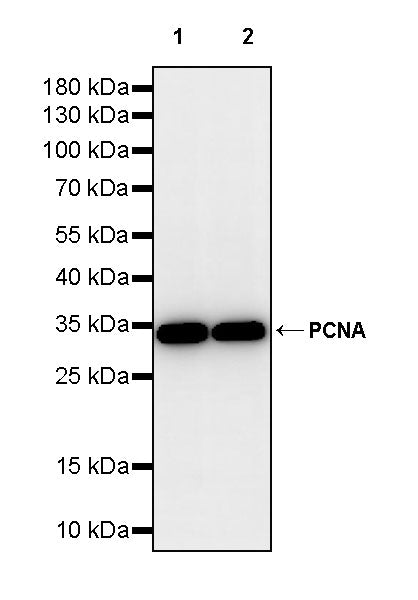 PCNA Recombinant Rabbit mAb (S-5313)