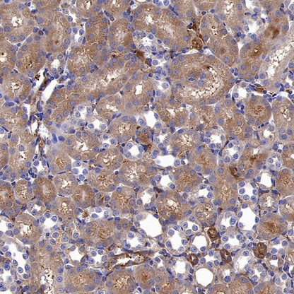 YWHAH/14-3-3 eta Recombinant Rabbit mAb (S-1327-22)