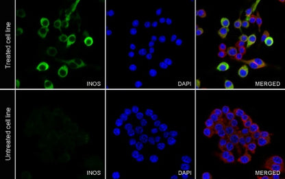 iNOS Recombinant Rabbit mAb (S-2493-61)