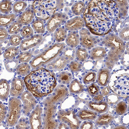 TXNRD1 Mouse mAb (S-M0053)