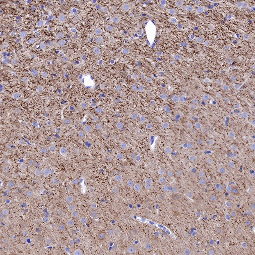 Caspr Recombinant Rabbit mAb (S-1706-1)