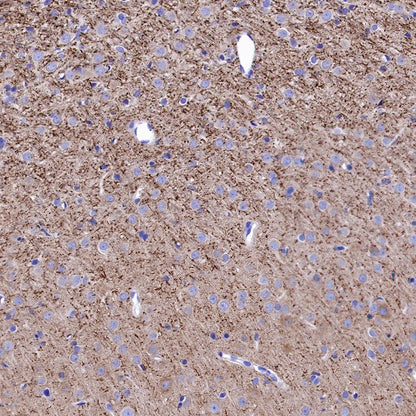 Caspr Recombinant Rabbit mAb (S-1706-1)