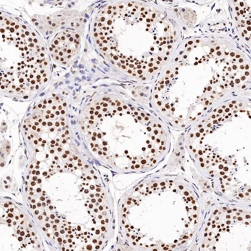 Histone H3 (mono methyl K79) Recombinant Rabbit mAb (S-R417)