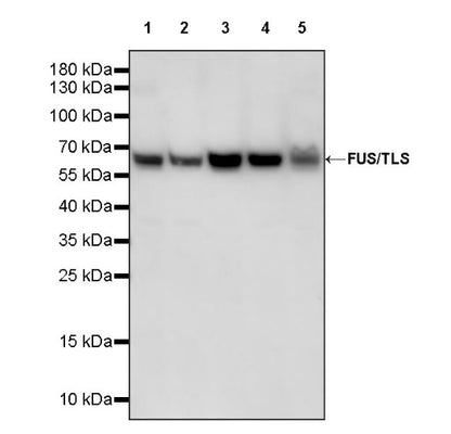 FUS/TLS Rabbit Polyclonal Antibody