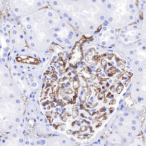 ICAM-2 Recombinant Rabbit mAb (S-R359)