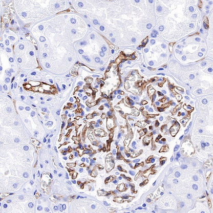 ICAM-2 Recombinant Rabbit mAb (S-R359)