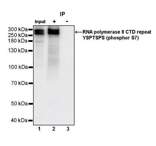 RNA polymerase II CTD repeat YSPTSPS (phosphor S7) Recombinant Rat mAb (S-R198)