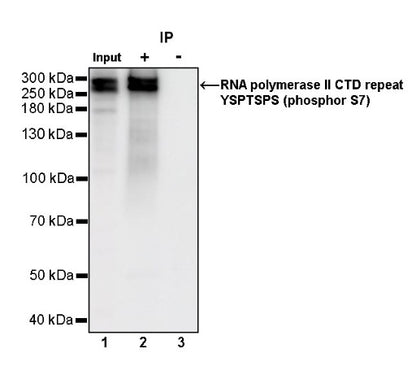 RNA polymerase II CTD repeat YSPTSPS (phosphor S7) Recombinant Rat mAb (S-R198)