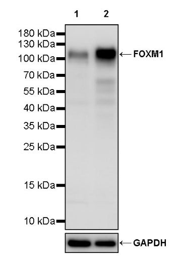 FOXM1 Recombinant Rabbit mAb (S-2529-26)