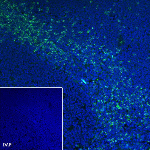 CD8α Recombinant Mouse mAb (S-1036-21)