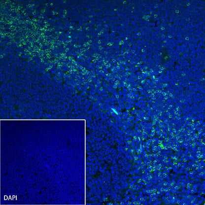 CD8α Recombinant Mouse mAb (S-1036-21)