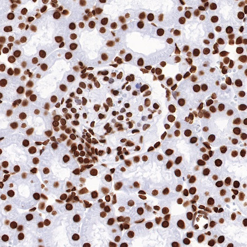 Histone H4 Recombinant Rabbit mAb (S-499-30)