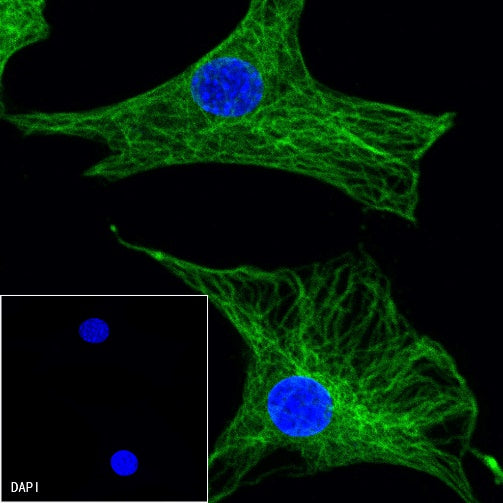 α-tubulin Recombinant Mouse mAb (S-364-23HL)