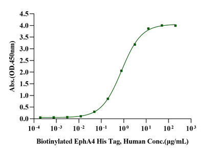 Ephrin-A4 His Tag Protein, Human