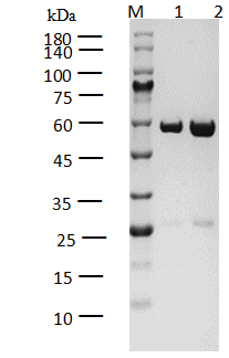 TEC GST Tag Protein, Human