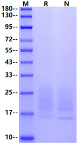 SCF Protein, Human