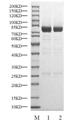AKT3 GST Tag Protein, Human