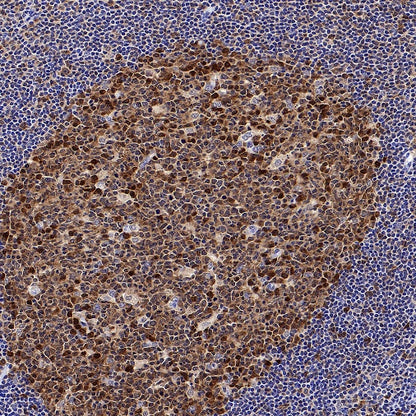 Caspase-3 Recombinant Rabbit mAb (S-656-43)
