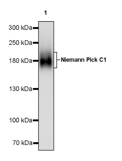 Niemann Pick C1 Recombinant Rabbit mAb (S-5243)